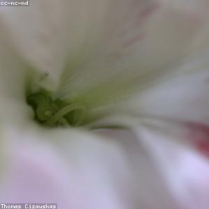 Alstroemeria