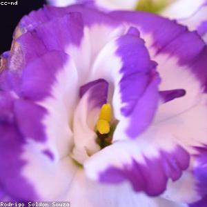 Lisianthus